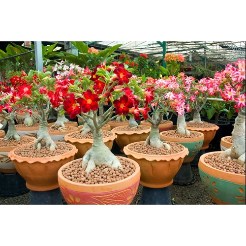 Viên Đất Nung Sỏi Nhẹ SFARM Túi 5 dm3 Kích Thước 10-20 mm