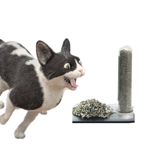 Ống Cỏ Mèo - Bạc Hà Mèo - Catnip