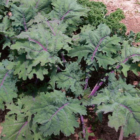 Hạt giống rau cải xoăn tím đỏ lá to mềm Red Russian nhập Thái lan nguyên gói (Red kale russian)