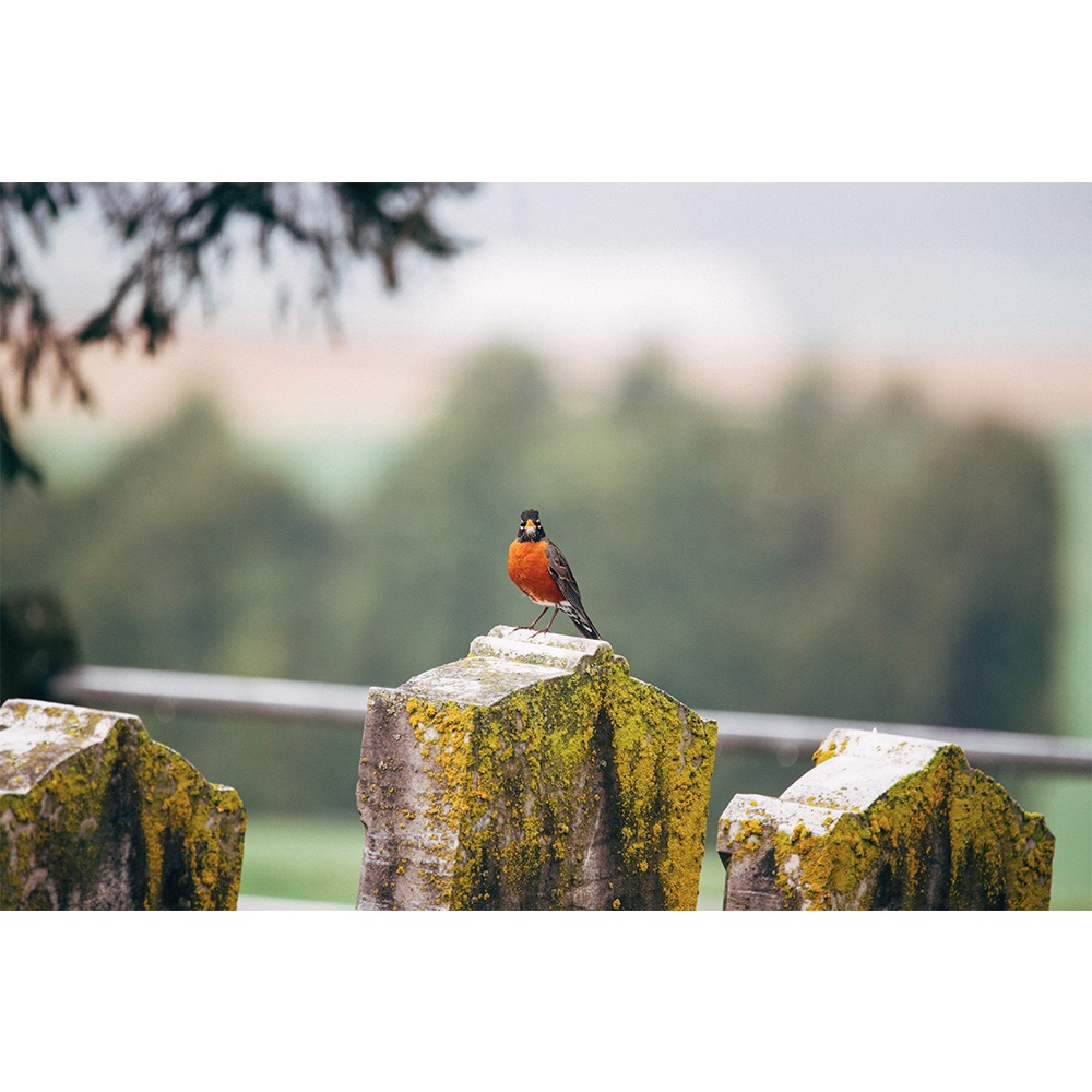 Ống kính tiêu cự Sigma 150-600mm f/5-6.3 DG OSM