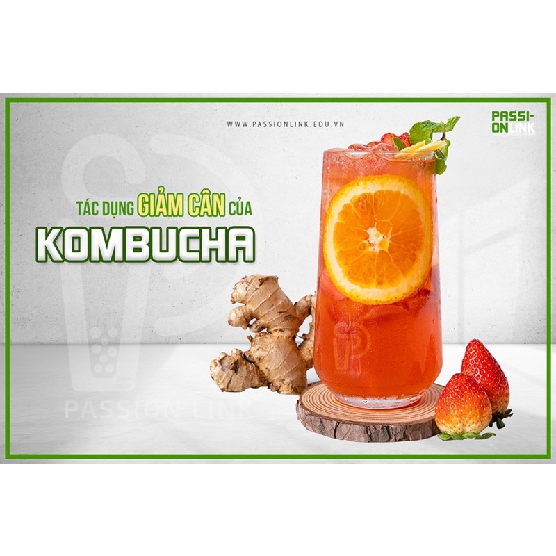 Con giống Scoby - Thủy sâm Bất tử - Trà Kombucha - Nấm thủy sinh