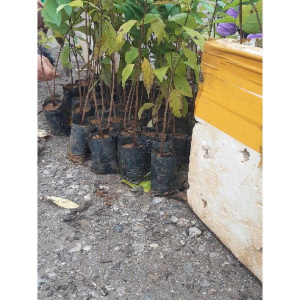 Cây na dai lạng sơn