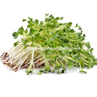 HẠT GIỐNG RAU MẦM BÔNG CẢI XANH-còn hàng