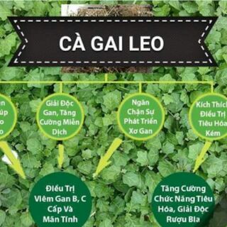 Cao Khô Rễ Cà Gai Leo