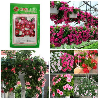Hạt giống hoa dừa cạn mix 100 hạt
