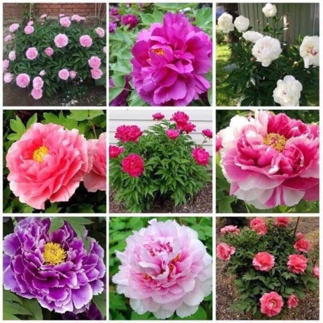 Củ hoa mẫu đơn cánh kép bông to hoa đẹp