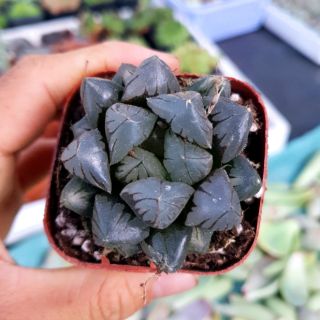 Sen đá haworthia