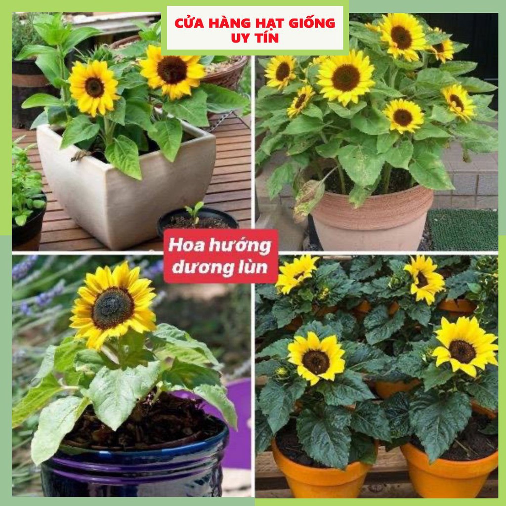 Hạt Giống Hướng Dương Lùn F1 Loại dễ trồng hoa nở đẹp kháng sâu bệnh ( gói 100gram ,300gram , 500gram )