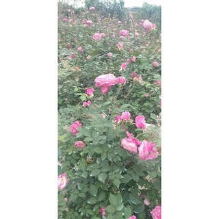 com bo 5 cây Hoa Hồng Cổ Sapa