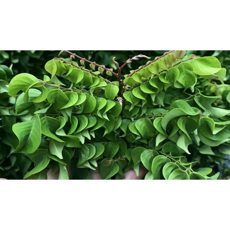 Lá khế tươi - lá khế chua - 250g/phần