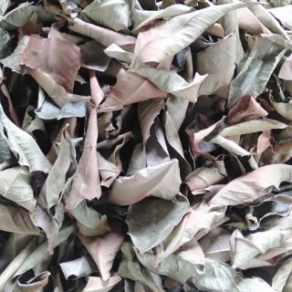 Lá trà rừng Lai Châu