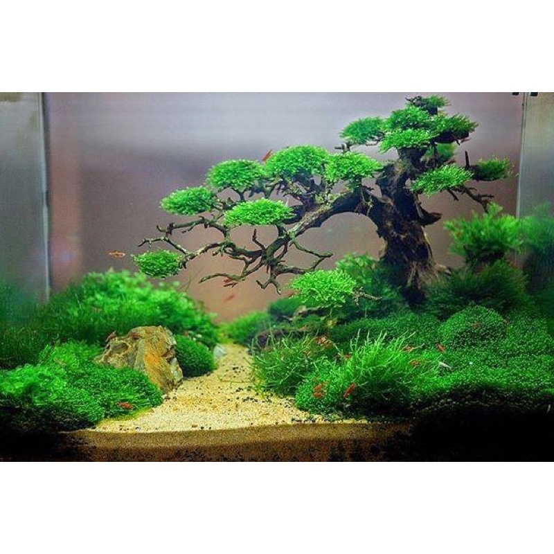 Lũa Bonsai Trang Trí Bể Thuỷ Sinh, Cá Cảnh