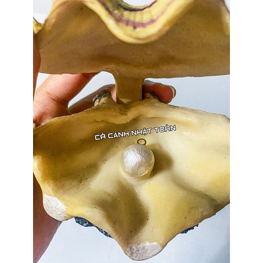 SÒ ĐÓNG MỞ NẮP TRANG TRÍ BỂ CÁ CẢNH 10CM