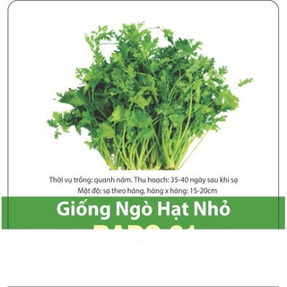 Hạt giống ngò rí rau mùi 10gr