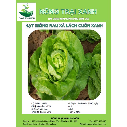 Hạt Giống Rau Xà Lách Cuốn Xanh Ngon Dễ Trồng (10 gr) - MUA 3 TẶNG 1 CÙNG LOẠI