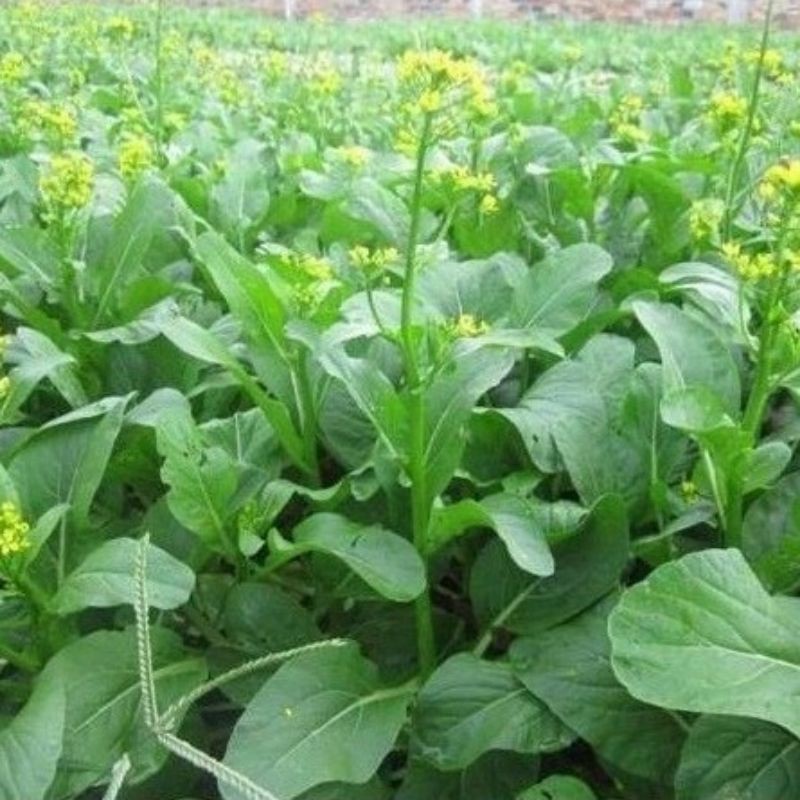 Hạt giống cải ngồng_ Gói 20gr