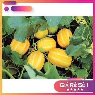 Hạt giống Dưa lê Hàn quốc F1- 10 hạt