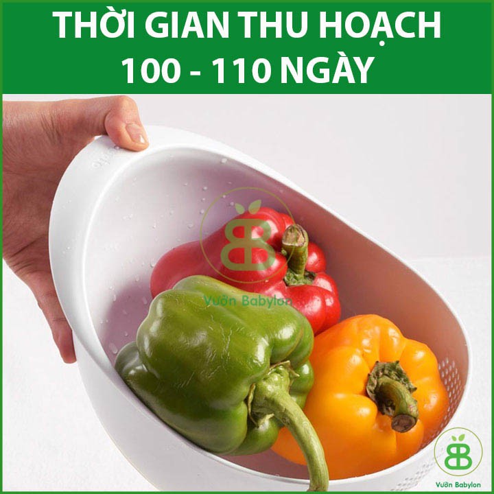 Hạt Giống Ớt Chuông 0,1Gr Giàu Vitamin, Chịu Nhiệt