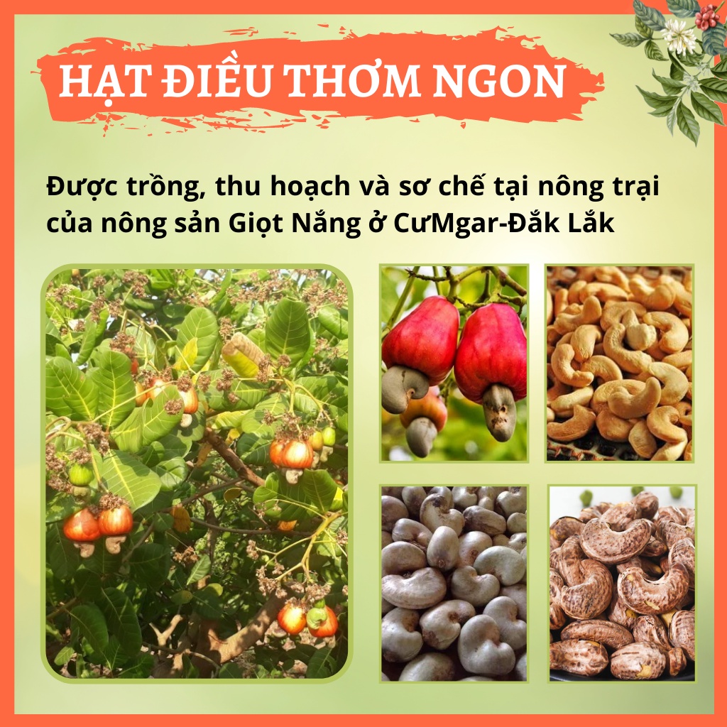 Hạt Điều Rang Muối nguyên lụa, Hạt dinh dưỡng chất lượng Thơm Ngon Giòn Bùi Bổ Dưỡng hộp 500g từ nông sản GIỌT NẮNG