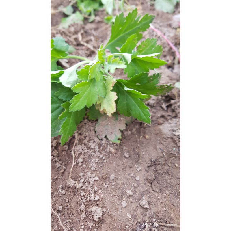 Cây hoa cúc chi làm trà