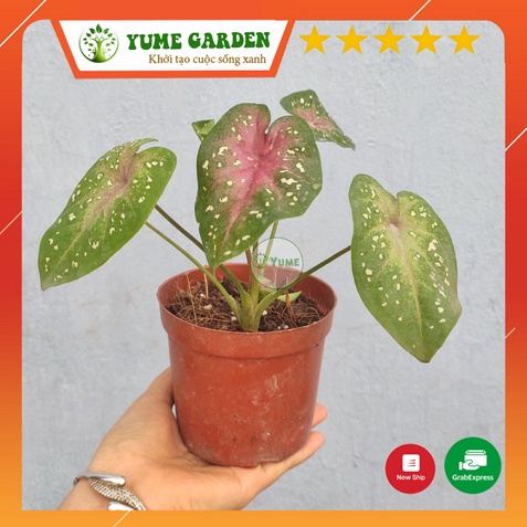Cây Caladium heart's delight (Môn kiểng hồng lá đốm) cây lá kiểng trang trí đẹp