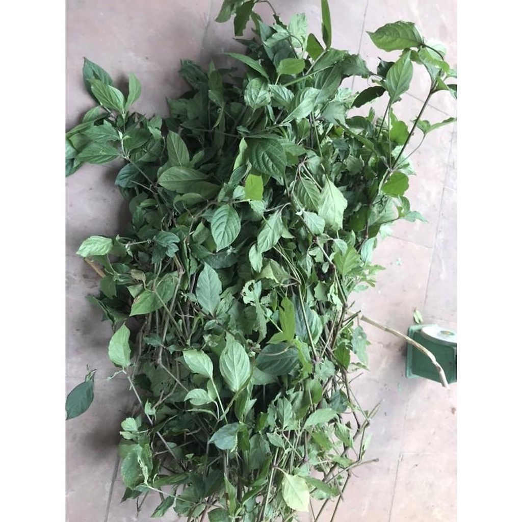 CÒN HÀNG Cây cỏ xước tươi 500g