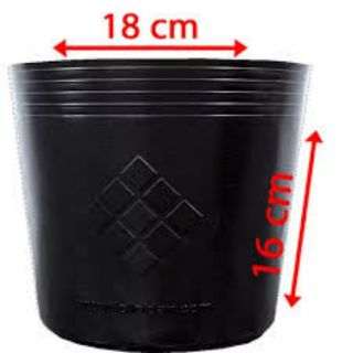 Combo 100 Chậu Nhựa C8