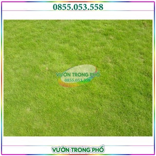 Hạt giống cỏ nhung nhật gói 10g