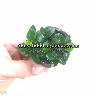 RÁY NANA PETITE THÁI - CÂY THỦY SINH DÁN ĐÁ LŨA HỒ CÁ THỦY SINH