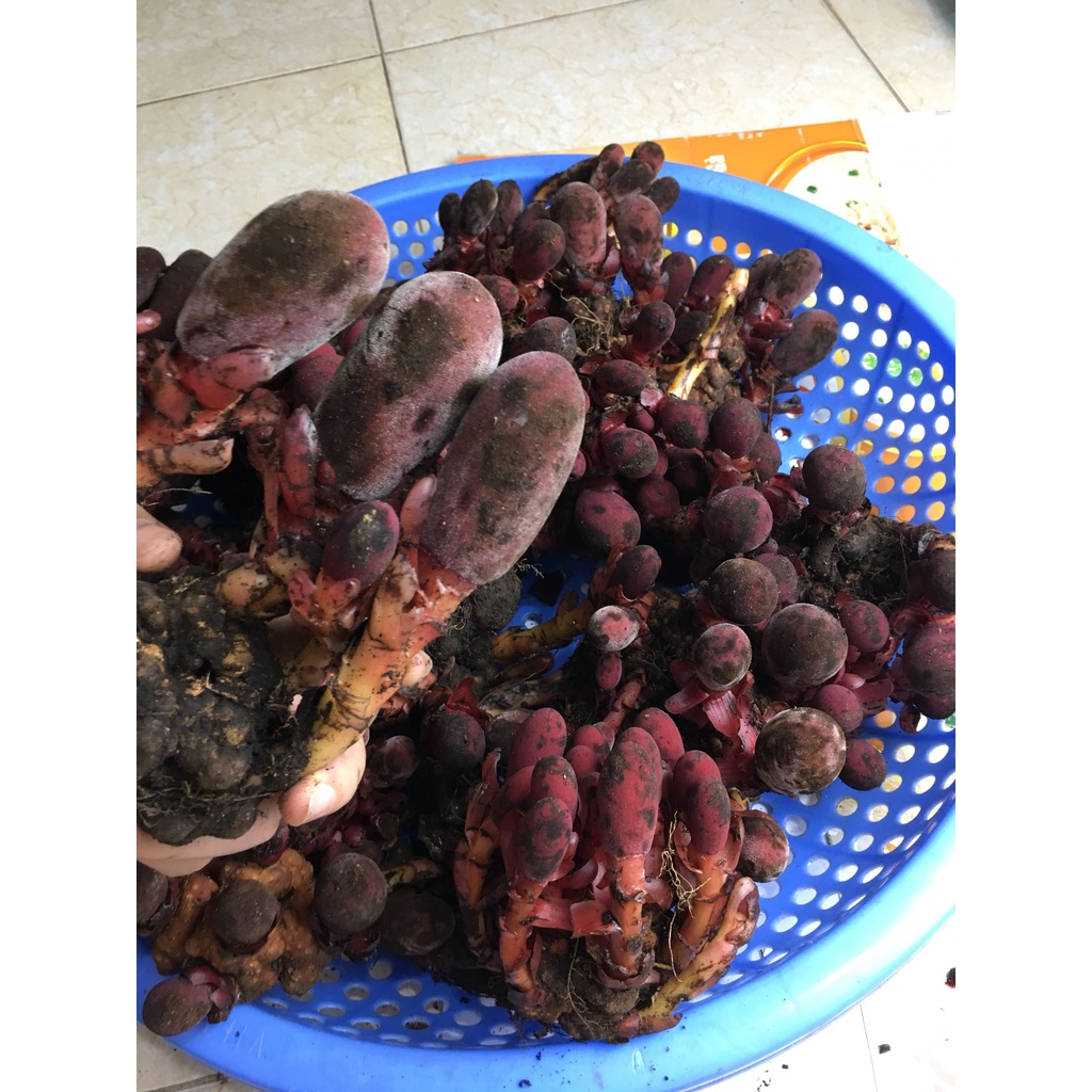 [Chính hãng] Nấm ngọc cẩu hàng tự nhiên sấy khô tuyển chọn lọc kỹ trước khi đóng gói | BigBuy360 - bigbuy360.vn