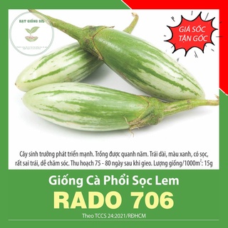Hạt giống Cà phổi sọc lem trồng quanh năm , dễ chăm sóc , trái dài có sọc xanh