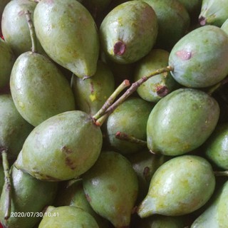 Quả dọc Phú Thọ