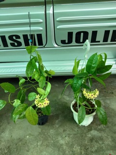 CẨM CÙ HALCONENSIS