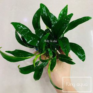Cây thuỷ sinh Ráy lá dài (Chỉ ship miền Bắc và đầu miền Trung)