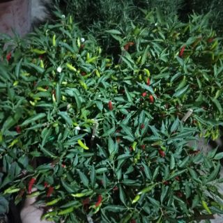 Cây 🌲 Ớt xanh ( hiểm)