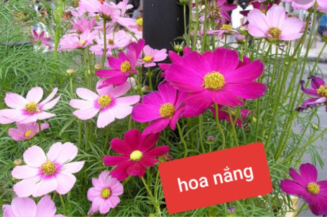 Gói 500 hạt hoa sao nhái