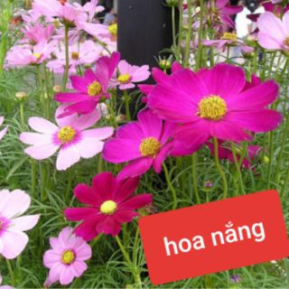 Gói 500 hạt hoa sao nhái