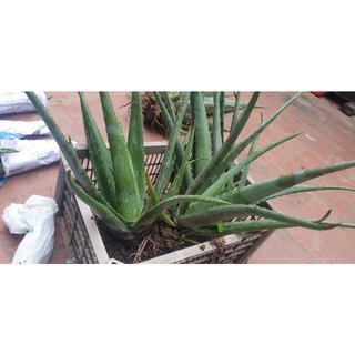 1 cây nha đam mỹ giống