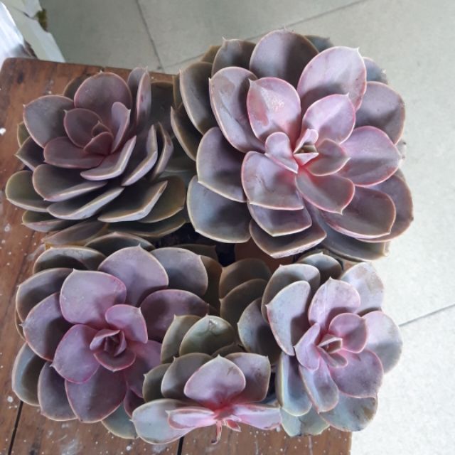 Sen đá hồng size đại