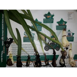 COMBO 10 CỦ LAN HUỆ BABY (Màu ngẫu nhiên)