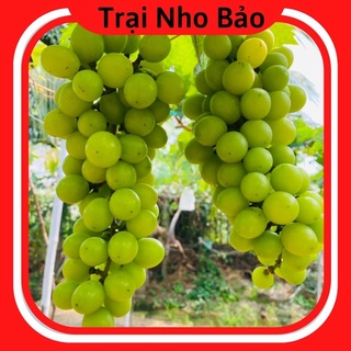 Cây nho giống mẫu đơn leo giàn
