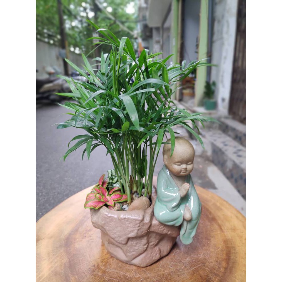 Cây cau tiểu trâm trồng chậu sứ đẹp, phối tiểu cảnh sinh động đẹp mắt, phù hợp trồng văn phòng, trang trí nội thất