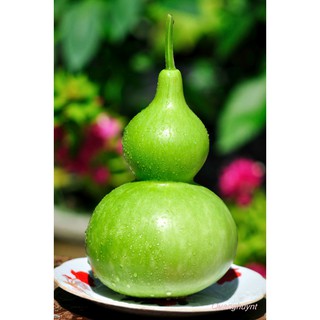 HẠT GIỐNG BẦU HỒ LÔ(CHẤT LƯỢNG-UY TÍN)