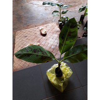 CÂY GIỐNG CHUỐI LABA [ ĐẶC SẢN LÂM ĐỒNG ]