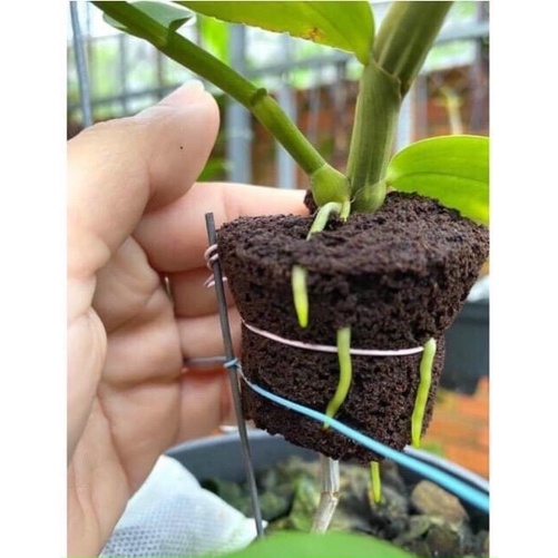 10 miếng mút ươm ki, mươm cây con nhập khẩu Hà Lan