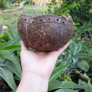 Chậu gáo dừa miệng kiểu