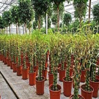 Cây trúc phật bà gửi đi nguyên chậu