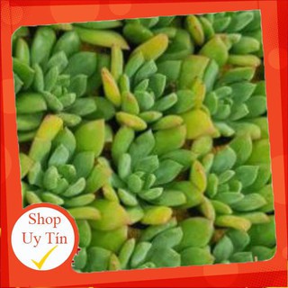 sen đá Mặt trời vĩ🍏 |FREESHIP| 🔥 XỨ NÓNG, ĐÃ THUẦN KHÍ HẬU, KHOẺ ĐẸP 🍏 LỖI 1 ĐỔI 1