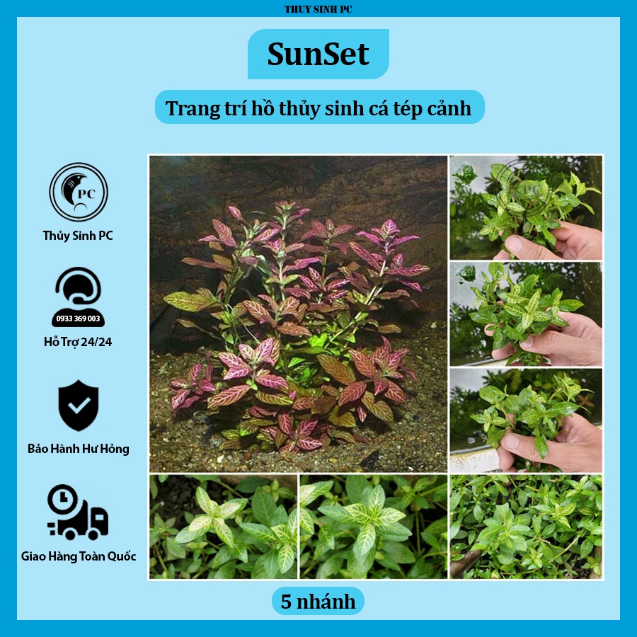 5 nhánh cây thủy sinh cắt cắm Sunset trang trí bể thủy sinh