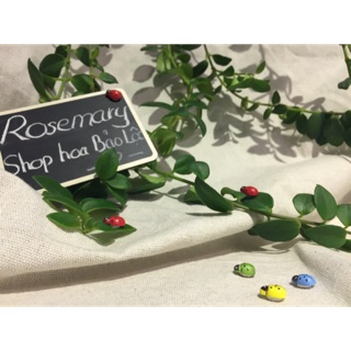 Combo 10 con bọ cánh cứng trang trí